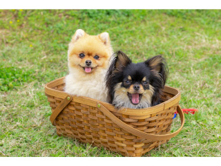 6月のオープンキャンパス　【ペット学科・動物看護学科】の画像