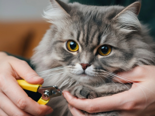 7月26日（日）猫好きさん必見！キャットグルーミング体験の画像