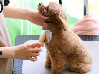 8月1日（土）トリマーのお仕事体験DAY　ワンちゃんのお手入れ体験の画像