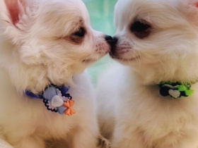群馬トリマー専門学院 101GROOMINGSCHOOL10月25日（日）愛犬と一緒に参加してハロウィンパーティー!