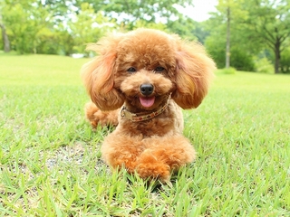 学校が詳しくわかる！【学校説明会】の画像