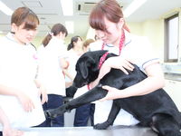 Bタイプ 学科別体験 <愛玩動物看護学科、美容・デザイン学科 本館開催>の画像