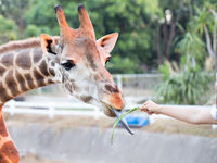 動物園飼育員学部・学科・コース情報