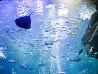 水族館・海洋生物学部・学科・コース情報