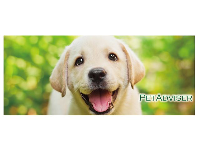 ナーシング＆トリミング科 ナーシング＆トリミング科