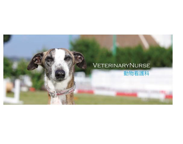 愛玩動物看護学科 愛玩動物看護学科