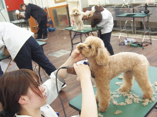 ＩＰＣペットカレッジ　ペットトリマー科　1年ベーシックプラン 愛犬や保護犬をトリミングするコース