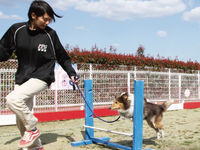 特殊犬訓練スペシャル体験の画像