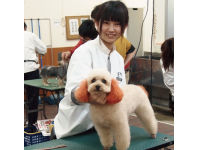 トリマーのお仕事体験の画像
