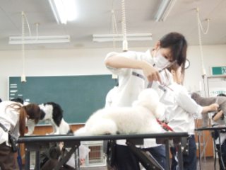 2年生AO入試4か月前SP(トリマー&動物病院のお仕事体験)の画像