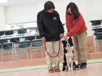 ドッグトレーナーのお仕事体験の画像