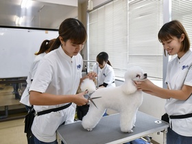 宮崎ペットワールド専門学校の体験入学 Palコース別サマーセミナー ペット美容 グルーマーコース 資料請求 進路ナビ