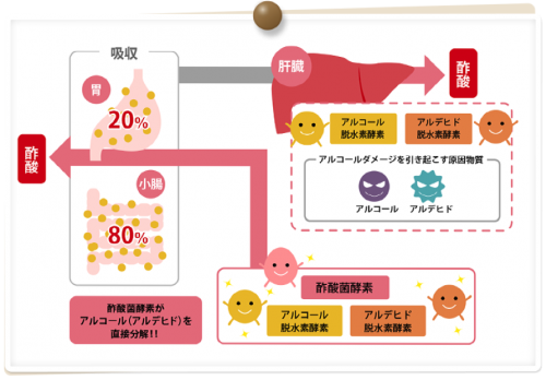 出典:キユーピーと酢酸菌 http://www.kewpie.co.jp/sakusankin/