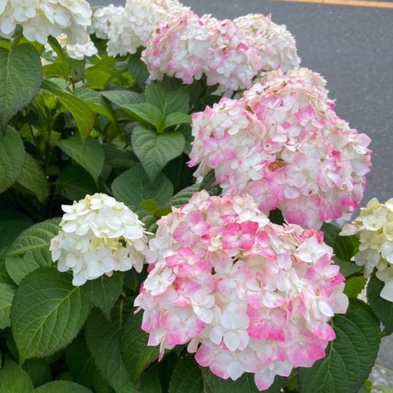 山平萌生