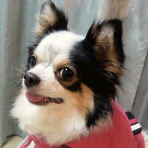 スチールウール