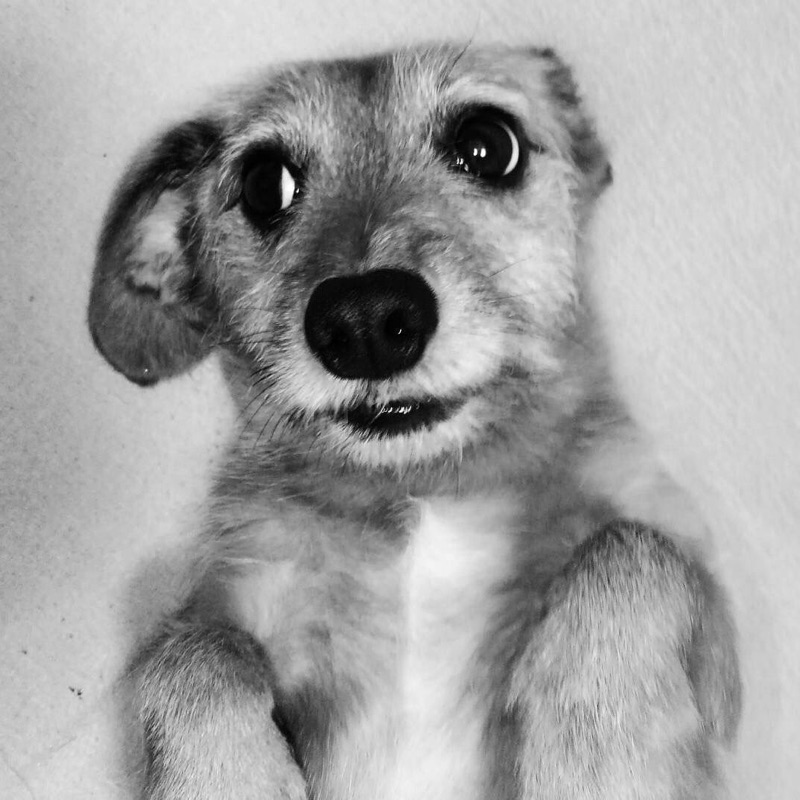 chi.