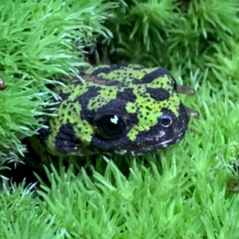 やまと