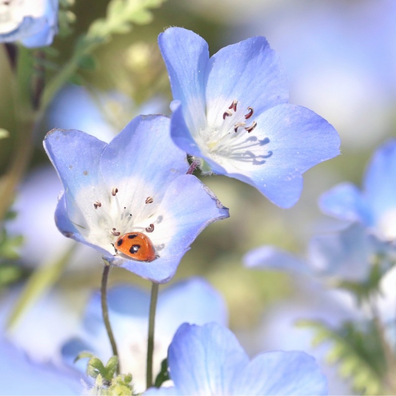 髙山結花