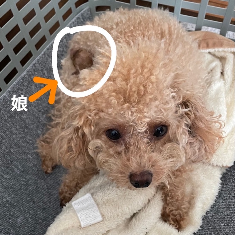 恵理