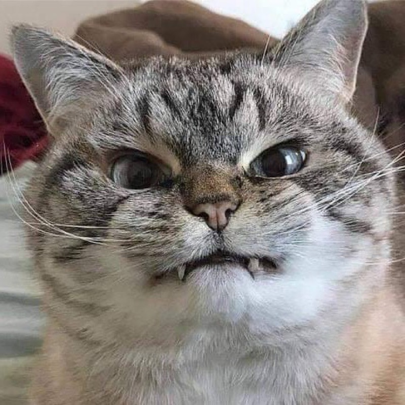 えの