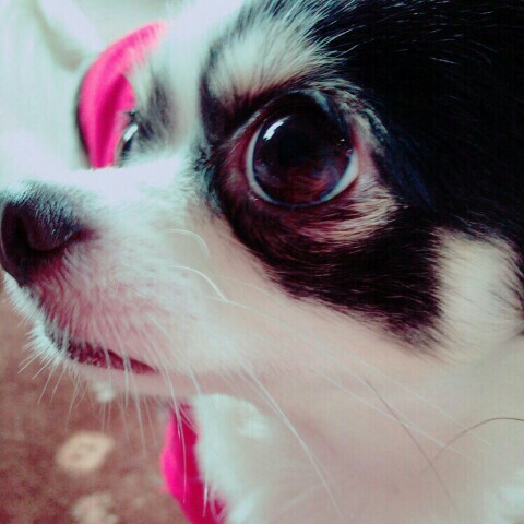 えづか
