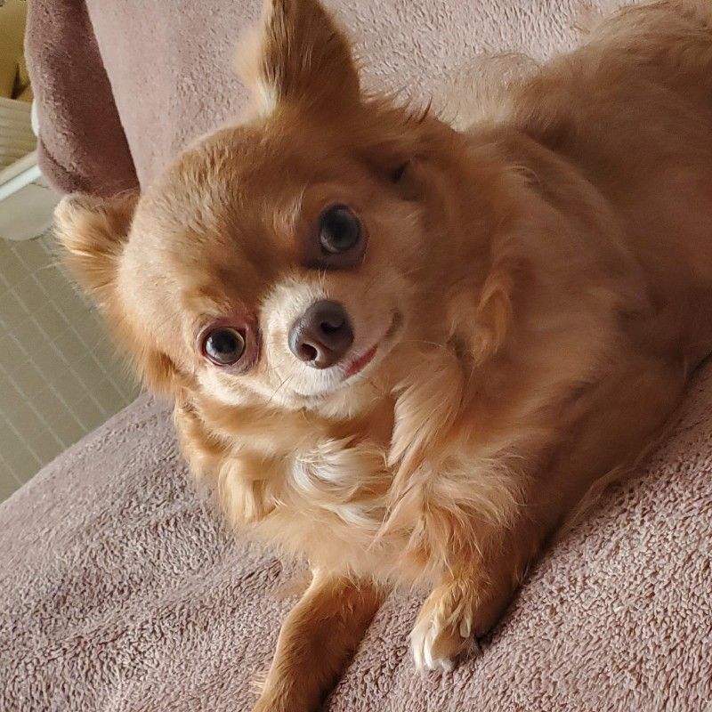 高橋雄真