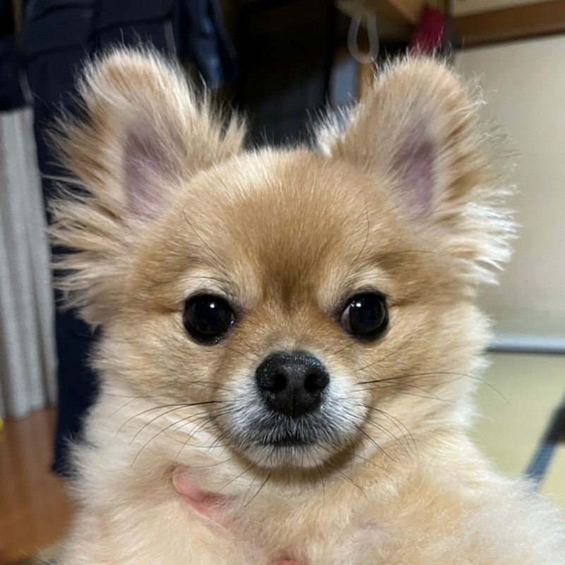さいとう