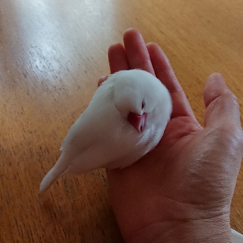 コイ