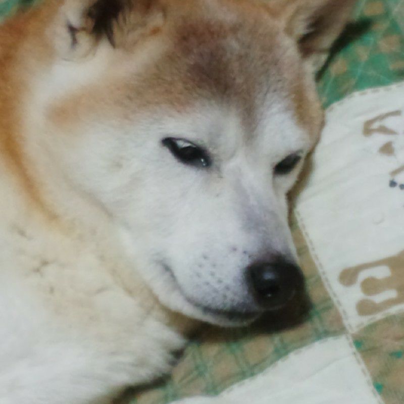 小谷洋子