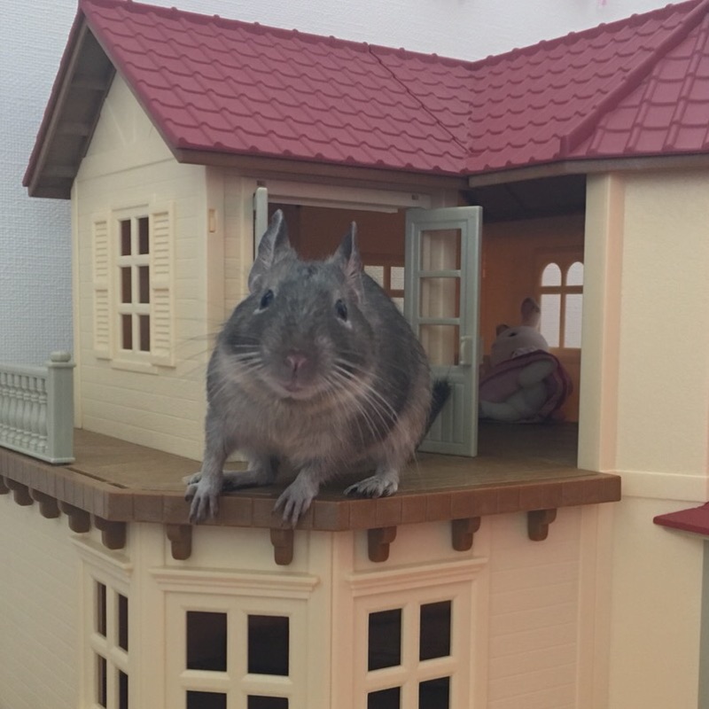 あやか