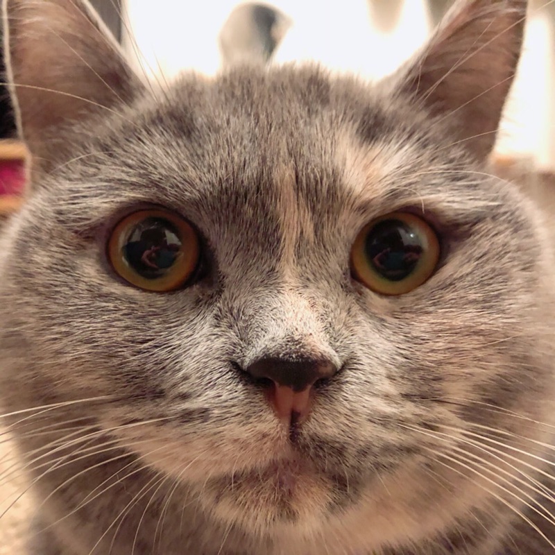 たま