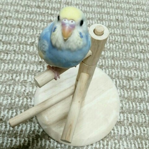 いけちゃん
