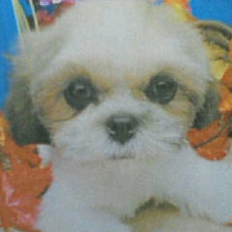 こてつ