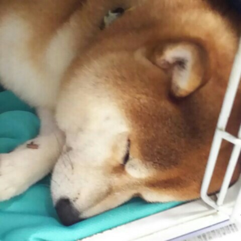 しばまる
