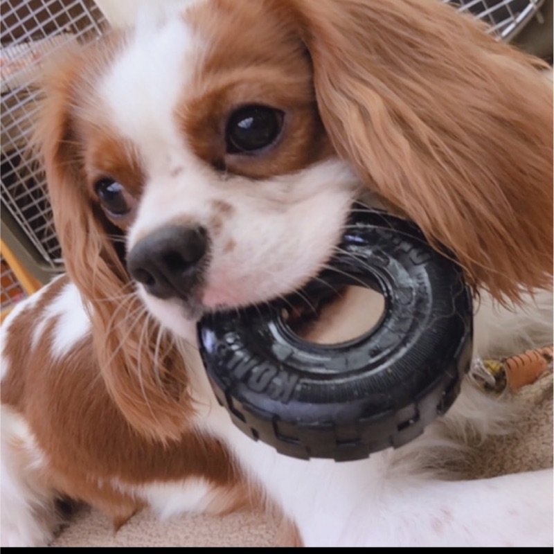 松野凌真