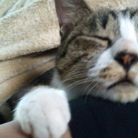 みー
