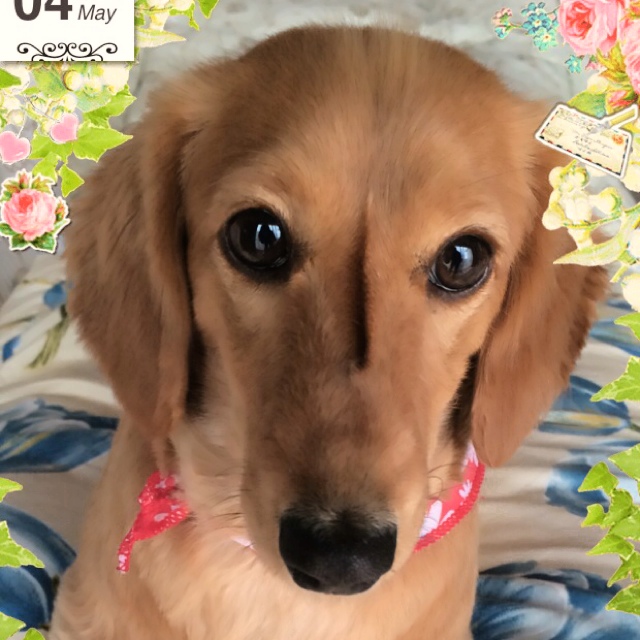 阿部眞菜
