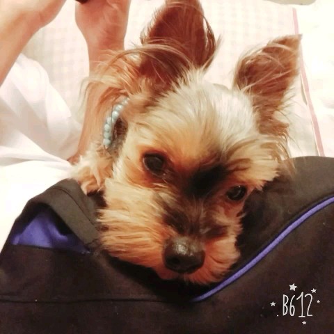こざき