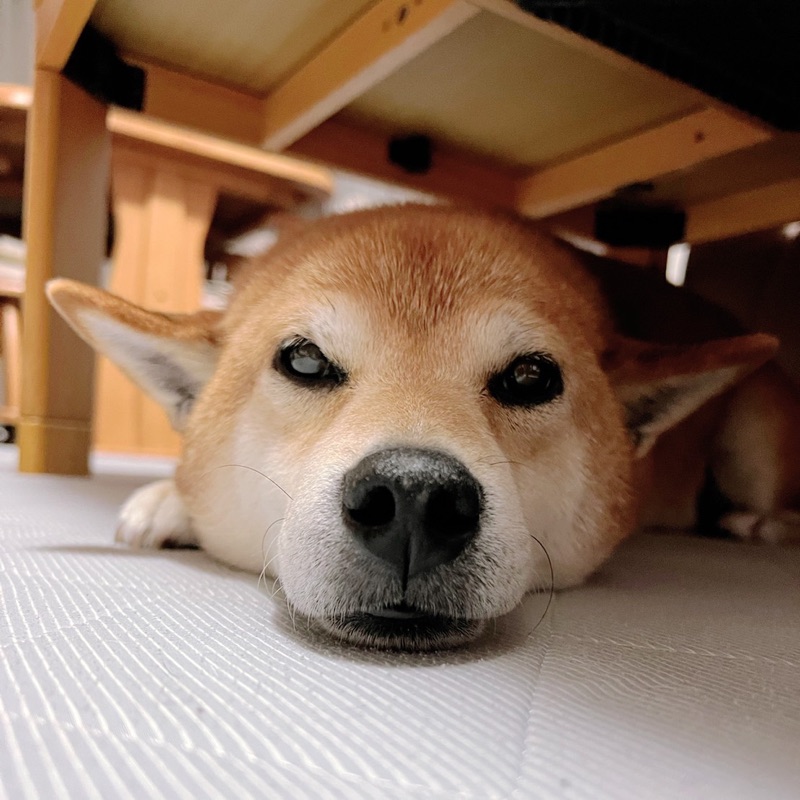 いけしょー