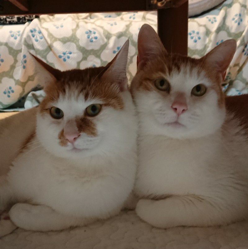 ななこ