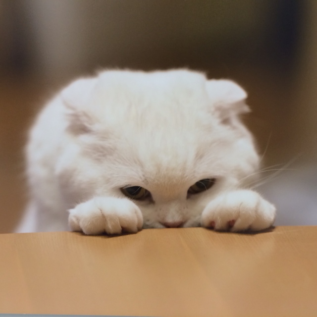 ます