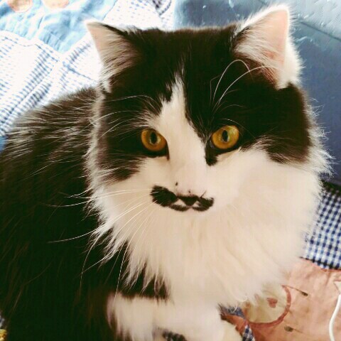 kao