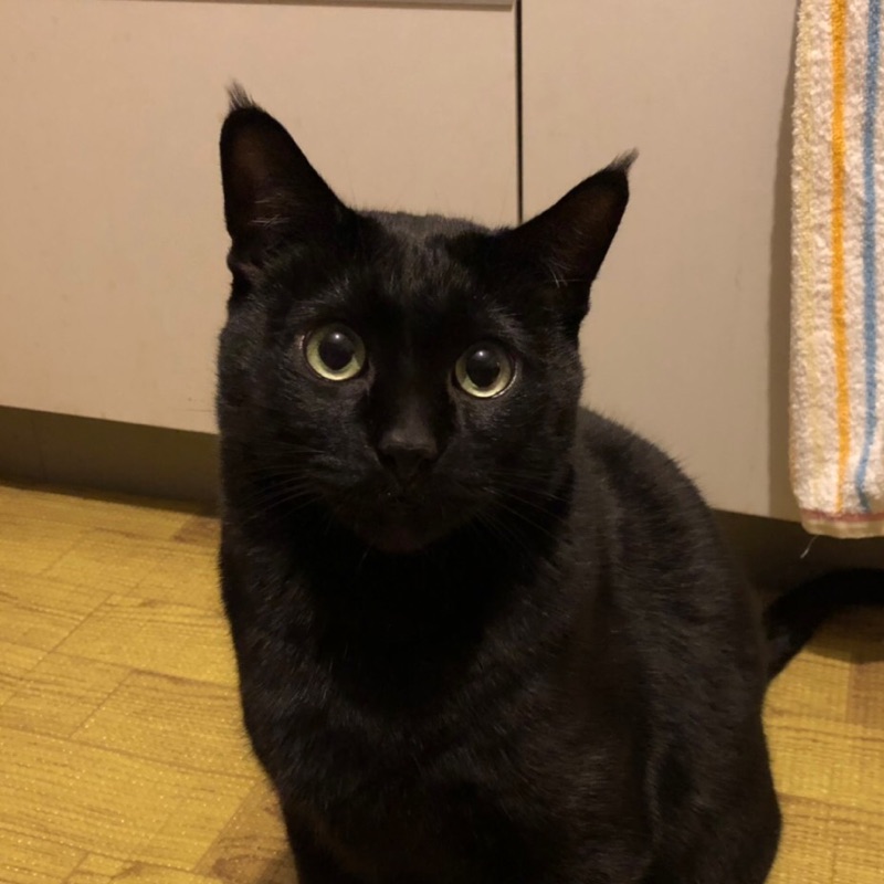青田麻美