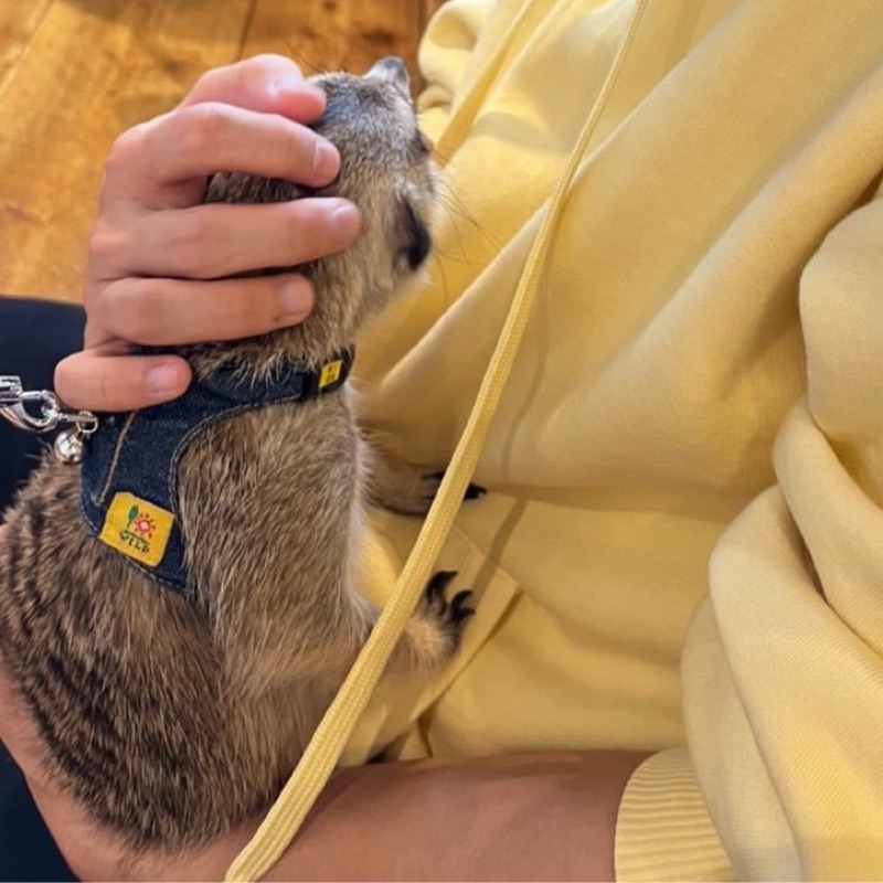 だいき