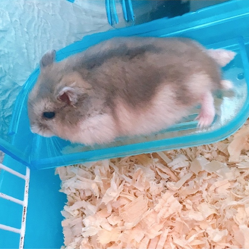 も