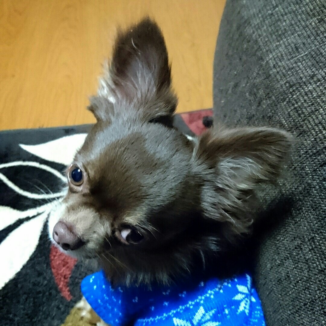 新倉　亮子