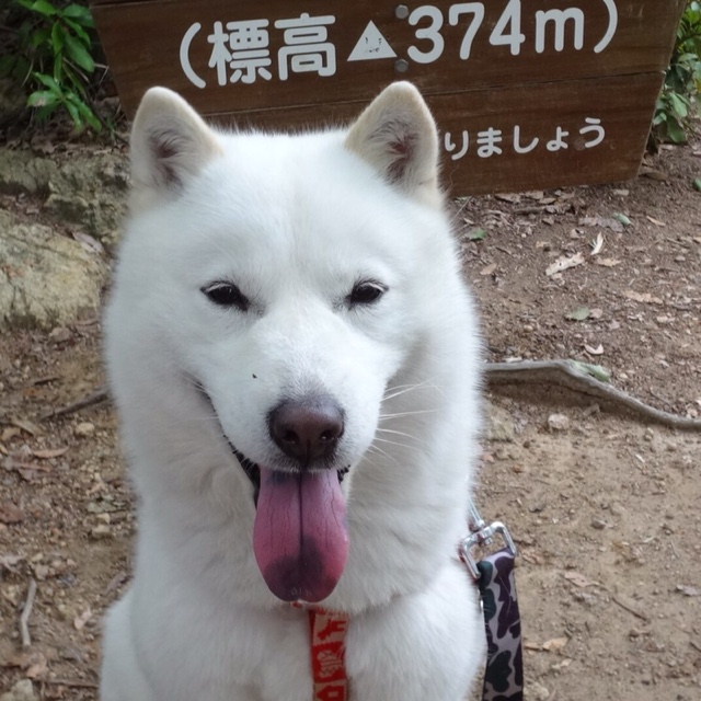 西尾　由子