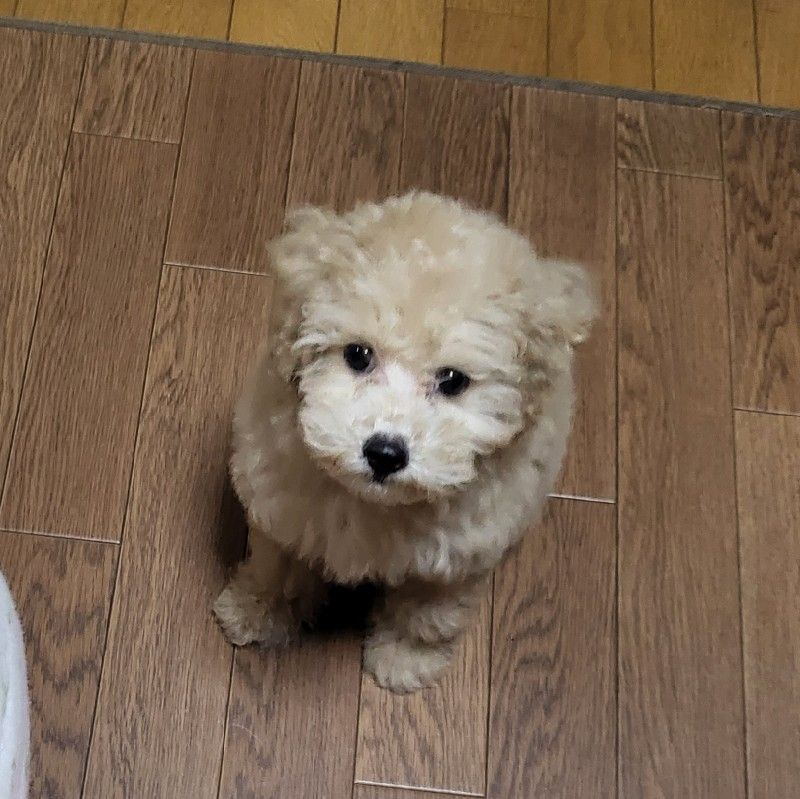 yagi 