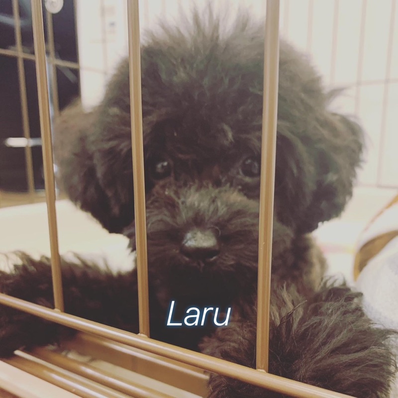 ラルくぅー