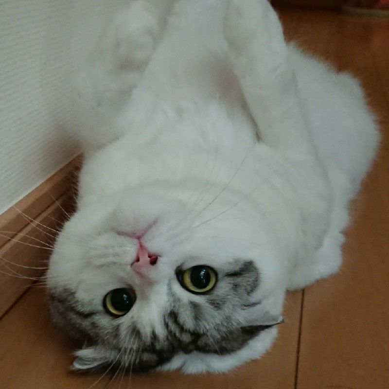 ぷく久美